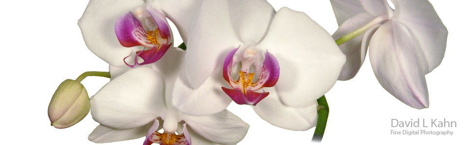 wp-Orchid